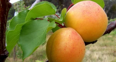 Popis odrůdy meruňky lel a její vlastnosti, klady a znaky výsadby